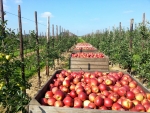Burgemeester Stapelkamp gaat weer fruit plukken!