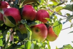Fruitmotverwarring gaat hightech