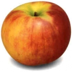 Duitse fruittelers planten vooral Elstar