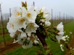 Op zoek naar de meerwaarde van wilde bijen voor fruit