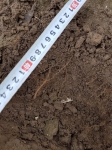 Voor de bloei worden wortels perenbomen gesneden