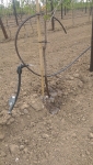 AGF belangrijkste exportproduct Westkaap ondanks droogte