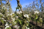 "Appelschade definitief, peren kunnen fruittelers mogelijk nog redden"