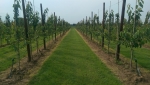 Poolse zachtfruitteelt bedreiging of kans voor Nederland?