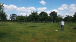 Plan van aanpak voor hoogstamboomgaarden in Haspengouw