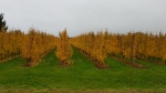 Jos Claes, New Green: "Ik vrees voor zelfmoorden in de fruitteeltsector"