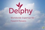 Delphy start proefteelt honingbes