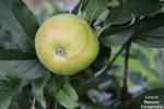 ‘Te veel goed fruit afgekeurd’