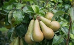 De peren zijn vroeger dit jaar