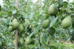 Grote schade door vogels voor fruitsector
