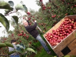 Appelplukdag op 16 september