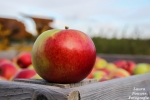 Duitsland: Biologische appeltelers ondanks lagere oogst optimistisch