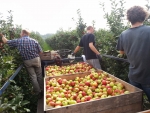 Michel Schrijnemaekers, Fruitveiling Zuid-Limburg: "Appelvoorraden slinken snel"