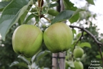 Fruittelers uit Het Alte Land hopen op betere oogst in 2018