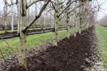 Fruitteelt wapent zich met compost tegen vorst