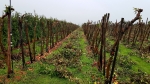Nieuwe sectorvoorman wil tij zien keren in fruitteelt