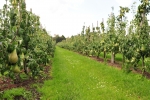Wat kan de fruitsector leren van de Fipronilaffaire?