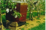 Op hoornaarjacht: innovatieve strategieën om bijen te beschermen
