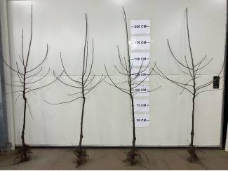 boompalen en toebehoren Nog kleine aantallen Elstar 6+ en 4/6 bomen beschikbaar! op=op