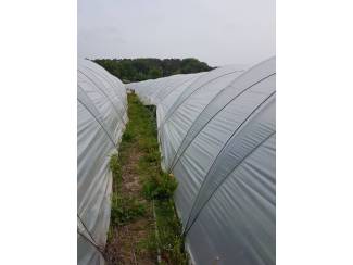 Aardbeien Kasbogen te koop