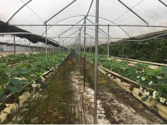 Overig kleinfruit Rovero Rain