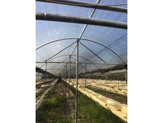 Overig kleinfruit Rovero Rain