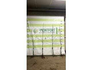 Diverse Elstar-mutanten