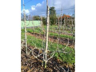 Perenbomen Verplantbare perenbomen (6 jarige Conference Kwee MC)