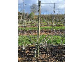 Perenbomen Verplantbare perenbomen (6 jarige Conference Kwee MC)