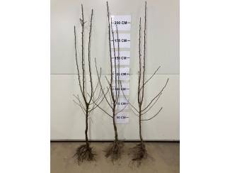 Prachtige spillen en 2-kop Beurre Hardy beschikbaar!