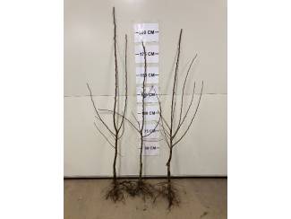 Perenbomen Prachtige spillen en 2-kop Beurre Hardy beschikbaar!