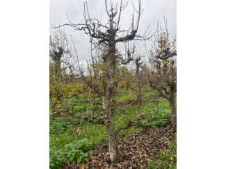 Rooimachine Te koop perenbomen
