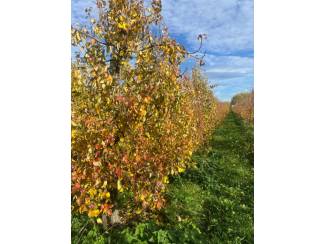 Rooimachine Te koop perenbomen