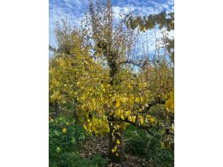 Rooimachine Te koop perenbomen