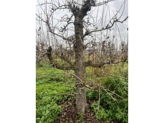 Rooimachine Te koop perenbomen