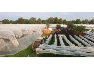 boompalen en toebehoren Kersenoverkapping en toebehoren