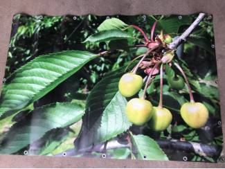 Kersen Diverse tuinposters kersen, bloesem