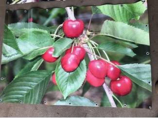 Kersen Diverse tuinposters kersen, bloesem