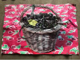 Kersen Diverse tuinposters kersen, bloesem