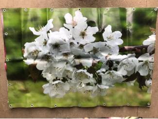 Kersen Diverse tuinposters kersen, bloesem