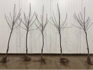 Elswout Bel-el Knipboom 6+ op M9