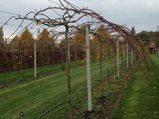 aanhangwagens Pergola dwarsverbindingen 180cm 100 st.
