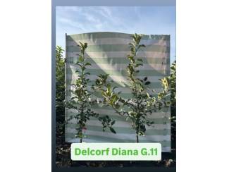 Delcorf Diana