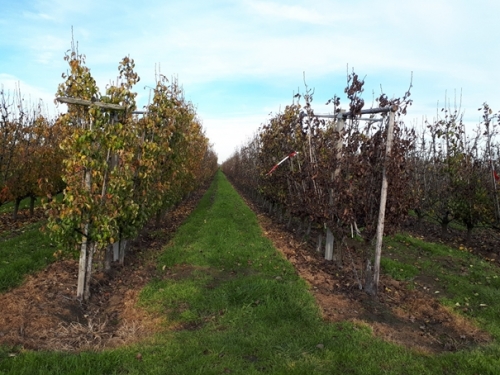 Persbericht: Ontheffing voor gebruik spuiwater in fruitteelt wordt geëvalueerd