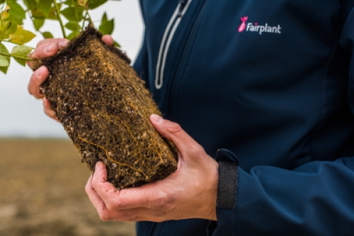 Licentierassen blauwe bessen voor Fairplant