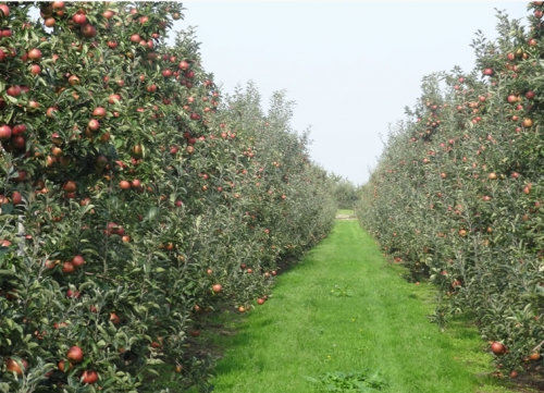 Poolse fruittelers protesteren tegen stijgende kosten en lage appelprijzen