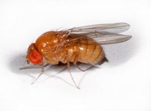 Belager Suzuki fruitvlieg mag uitvliegen in VS