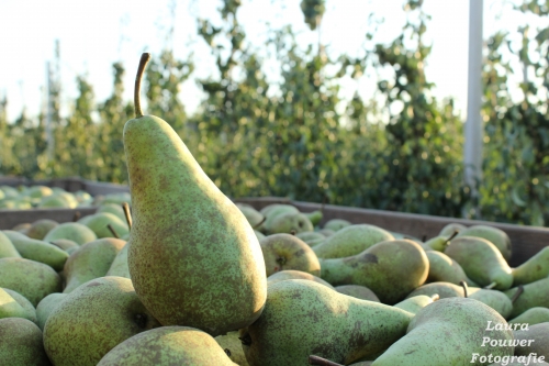 Pcfruit in Sint-Truiden onderzoekt of fruit ook in de bouw of textielsector gebruikt kan worden