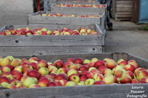 Ruim 20 procent van Duits fruitareaal is biologisch