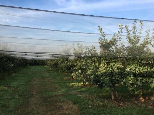 BelOrta stelt harde voorwaarde aan integratie Belgische Fruitveiling